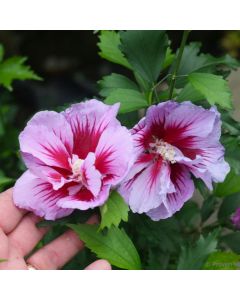 Rose of Sharon 'Purple Pillar'