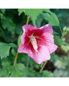 Rose of Sharon 'Red Pillar'