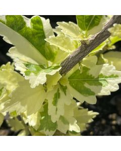 Rose of Sharon 'Sugar Tip Gold'