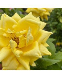 Sunburst Hybrid Tea Rose