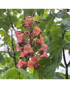 Ruby Red Horsechestnut