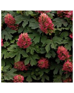 Ruby Slippers Hydrangea