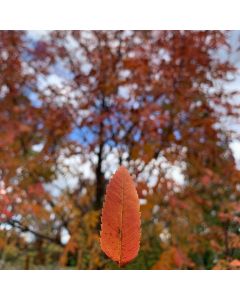 Russian Mountain Ash