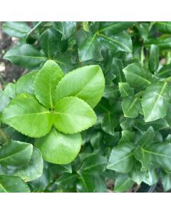 Sarcoxie Euonymus