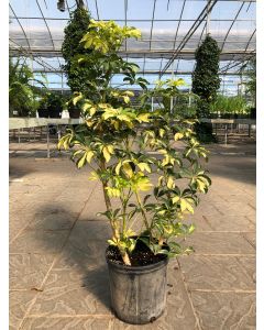 10" Schefflera  Trinette