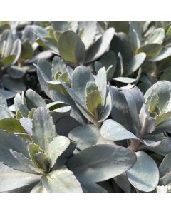 Stonecrop 'Marina' 1G