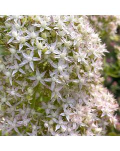 Stonecrop 'Thundercloud' 1G