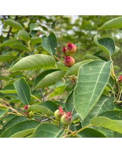 Serviceberry Clump