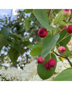 Autumn Brilliance Serviceberry Tree