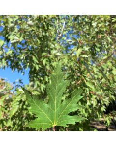 Silver Maple