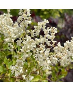 Silver Lace Vine