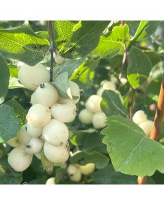 Snowberry