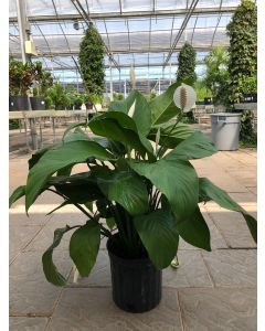 10" Spathiphyllum