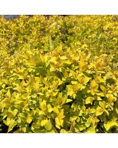 Goldmound Spirea