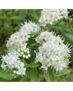 Yeti Spirea