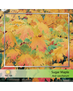 Sugar Maple