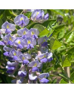 Summer Cascade Wisteria