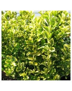 Surespot Euonymus