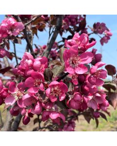 Thunderchild Crabapple