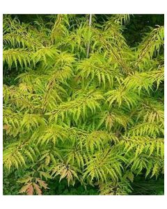 Tiger Eye Sumac