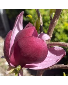 Tinkerbelle Magnolia 