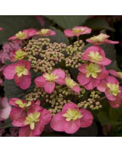 Tuff Stuff Red Hydrangea