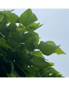 Umbrella Catalpa