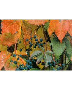 Virginia Creeper