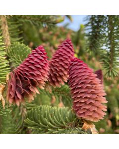 Weeping Norway Spruce