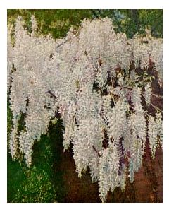 White Flowering Wisteria