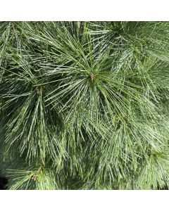 White Pine