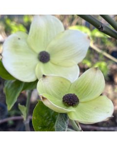 White Wonder Dogwood