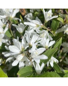 Yuki Snowflake Deutzia