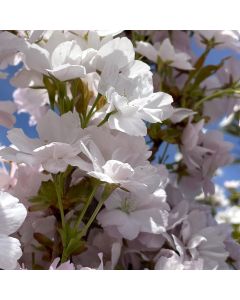 Amanogawa Flowering Cherry