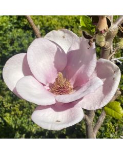 Cameo Magnolia