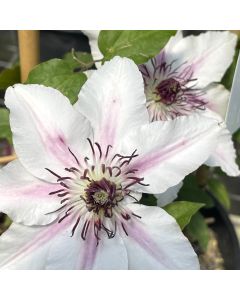Countess of Wessex Clematis