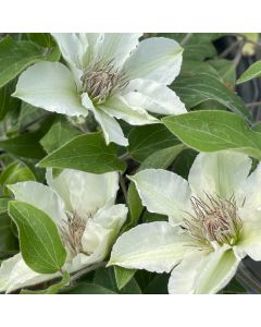 Kitty Boulevard Clematis