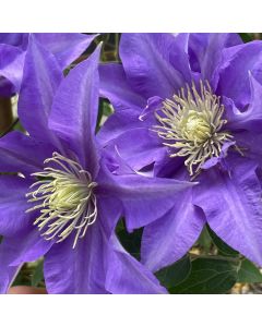 Olympia Clematis