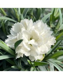 Dianthus 'Frosty' 1G