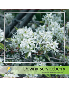 Downy Serviceberry Tree