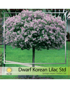 Dwarf Korean Lilac Std