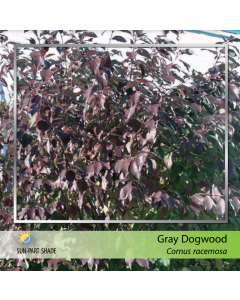 Gray Dogwood