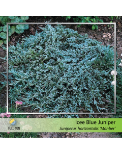 Icee Blue Juniper