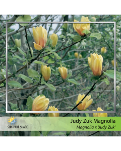 Judy Zuk Magnolia
