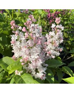 Pride of Moscow Lilac