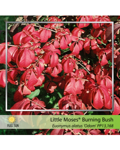 Little Moses Euonymus