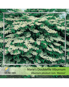 Doublefile Viburnum Maries