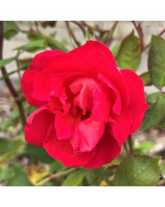 Oso Easy Double Red Shrub Rose