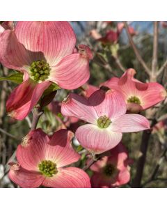Pink Rubra Flowering Dogwood