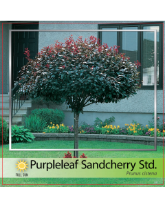 Purpleleaf Sandcherry Std